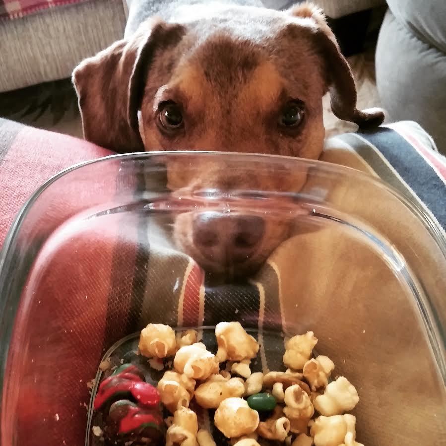 Blue, an anti-H20, non-surfing pup.