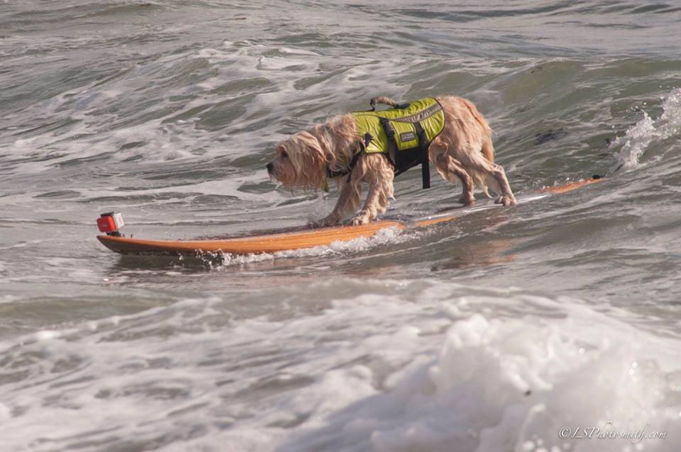 Waldo catching a wave. (Photo by Lindsey Smith / Team Waldo Facebook page)