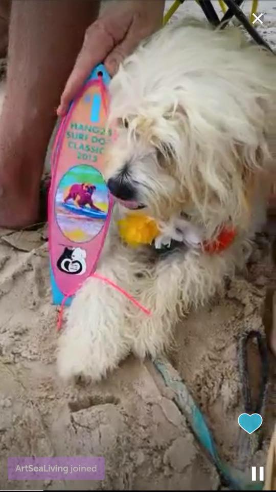 Waldo with his first place award. (Photo by Ilene Gruber Adams from the Team Waldo Facebook page)