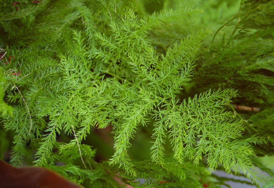 Pennock Asparagus Fern